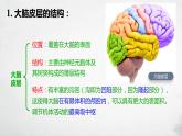 第二章：第4节：神经系统的分级调节课件高中生物人教选择性必修一
