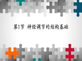第二章：第1节：神经调节的结构基础  课件高中生物人教选择性必修一