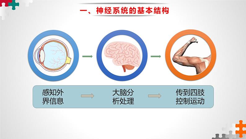 第二章：第1节：神经调节的结构基础  课件高中生物人教选择性必修一03