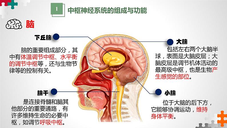 第二章：第1节：神经调节的结构基础  课件高中生物人教选择性必修一05