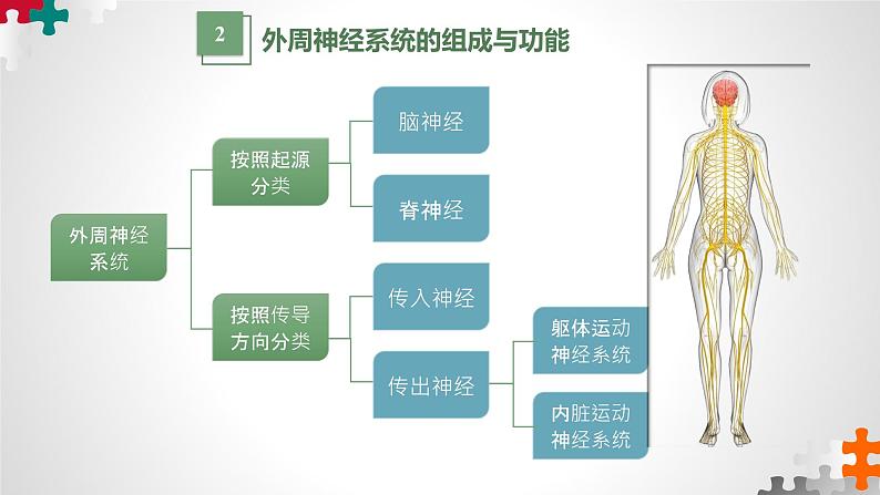 第二章：第1节：神经调节的结构基础  课件高中生物人教选择性必修一07