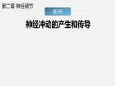 第二章第3节：神经冲动的产生和传导课件高中生物人教选择性必修一