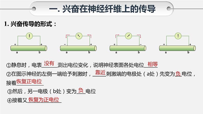 第二章第3节：神经冲动的产生和传导课件高中生物人教选择性必修一04