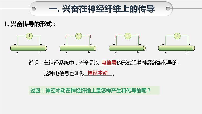 第二章第3节：神经冲动的产生和传导课件高中生物人教选择性必修一05