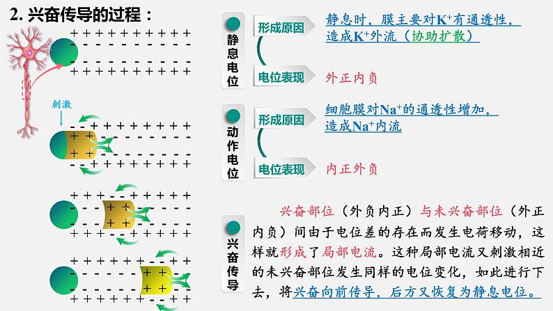 第二章第3节：神经冲动的产生和传导课件高中生物人教选择性必修一07