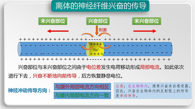 第二章第3节：神经冲动的产生和传导课件高中生物人教选择性必修一08