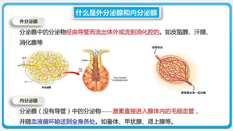 第三章：第1节：激素与内分泌系统课件高中生物人教选择性必修一第4页