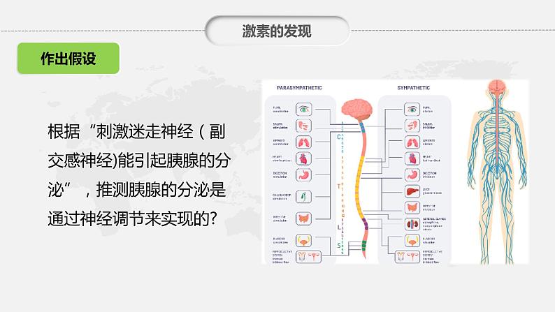 第三章：第1节：激素与内分泌系统课件高中生物人教选择性必修一第7页