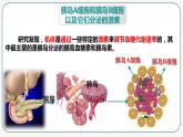 第三章：第2节：激素调节的过程课件高中生物人教选择性必修一