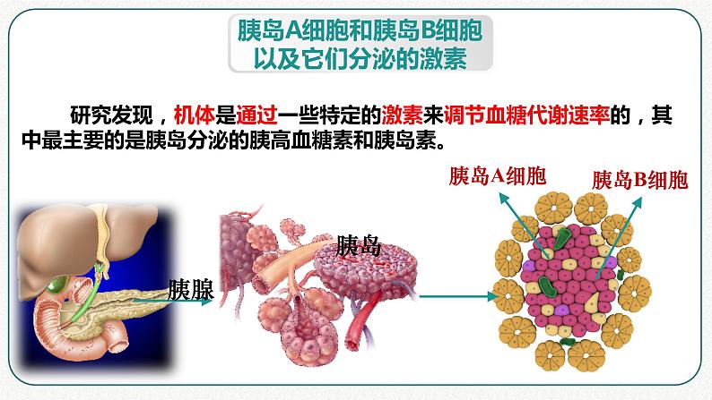 第三章：第2节：激素调节的过程课件高中生物人教选择性必修一第5页