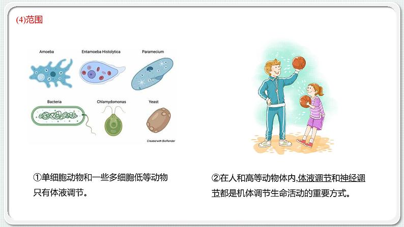 第三章：第3节：体液调节与神经调节的关系课件高中生物人教选择性必修一第8页