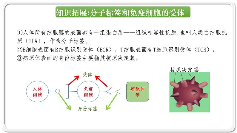 第四章：第2节：特异性免疫课件高中生物人教选择性必修一第7页
