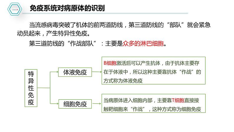 第四章：第2节：特异性免疫课件高中生物人教选择性必修一第8页