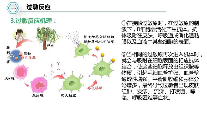 第四章：第3节：免疫失调课件高中生物人教选择性必修一第6页