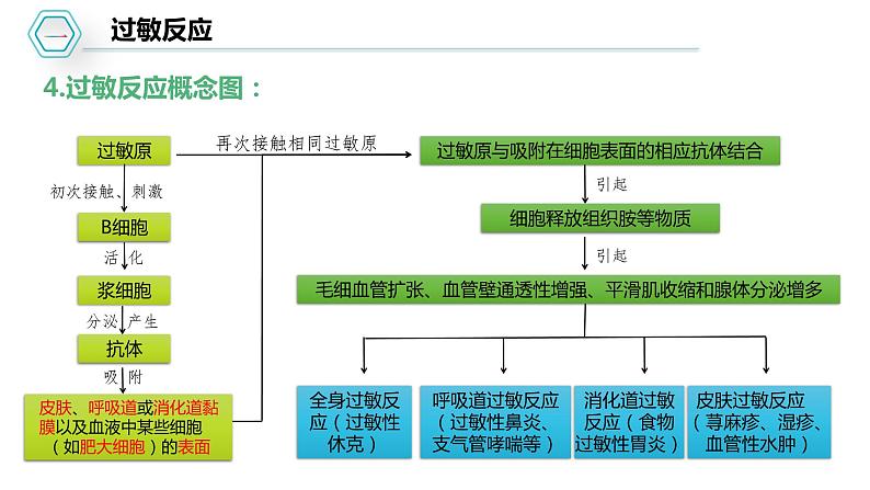 第四章：第3节：免疫失调课件高中生物人教选择性必修一第7页