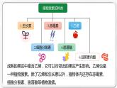 第五章：第2节：其他植物激素课件高中生物人教选择性必修一