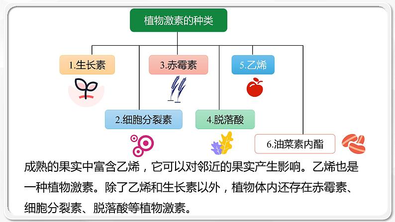 第五章：第2节：其他植物激素课件高中生物人教选择性必修一第4页