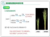 第五章：第2节：其他植物激素课件高中生物人教选择性必修一