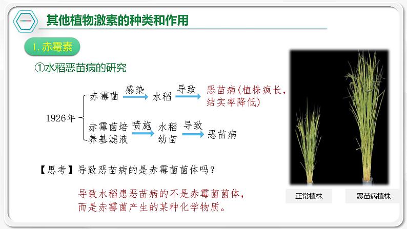 第五章：第2节：其他植物激素课件高中生物人教选择性必修一第5页