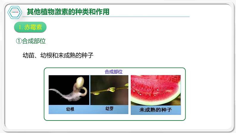 第五章：第2节：其他植物激素课件高中生物人教选择性必修一第8页