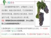 第五章：第3节： 植物生长调节剂的应用课件高中生物人教选择性必修一