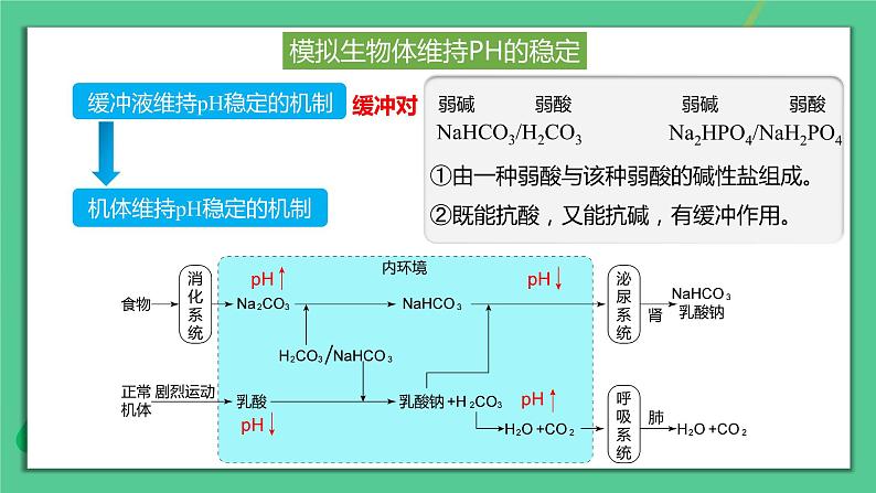 第一章：第2节：内环境的稳态课件高中生物人教选择性必修一第6页