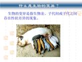 5.1基因突变和基因重组课件2021-2022学年高一下学期生物人教版必修2