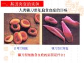 5.1基因突变和基因重组课件2021-2022学年高一下学期生物人教版必修2