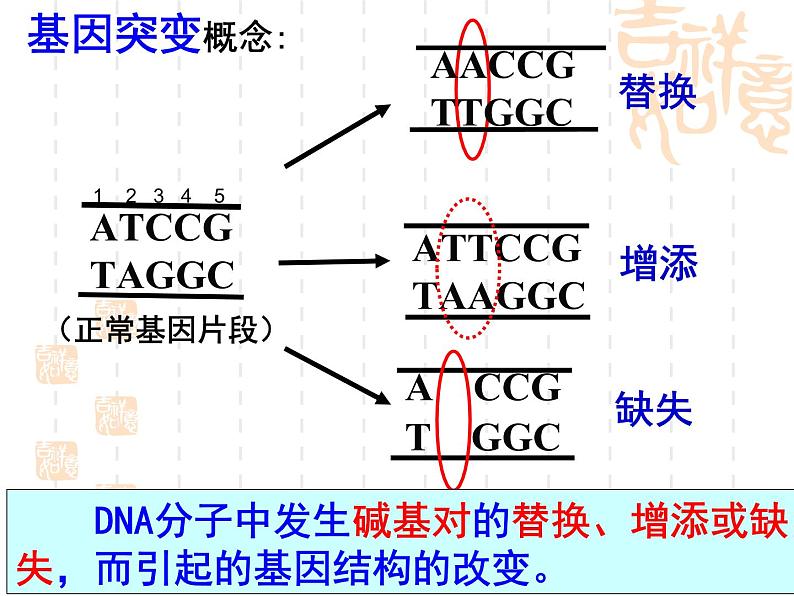 5.1基因突变和基因重组课件2021-2022学年高一下学期生物人教版必修2第8页