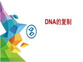 3.3 DNA的复制 -【探究课堂】高一生物同步优质课件（人教版2019必修2）