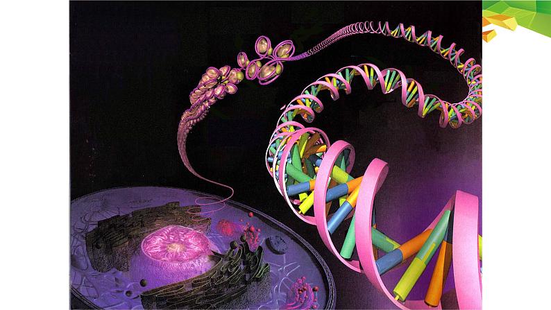 3.3 DNA的复制 -【探究课堂】高一生物同步优质课件（人教版2019必修2）第2页