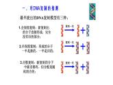 3.3 DNA的复制 -【探究课堂】高一生物同步优质课件（人教版2019必修2）