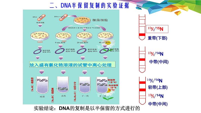 3.3 DNA的复制 -【探究课堂】高一生物同步优质课件（人教版2019必修2）第5页