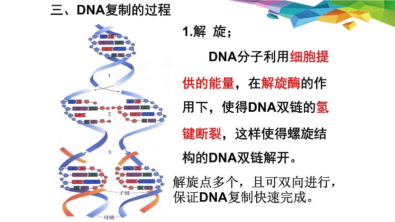 3.3 DNA的复制 -【探究课堂】高一生物同步优质课件（人教版2019必修2）第6页