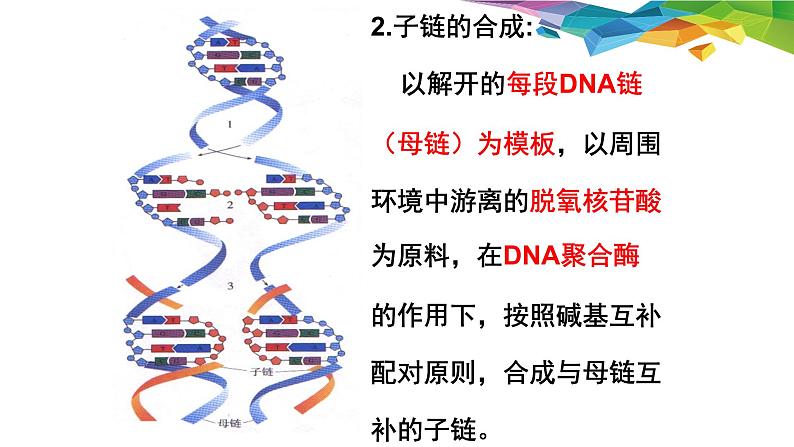 3.3 DNA的复制 -【探究课堂】高一生物同步优质课件（人教版2019必修2）第7页