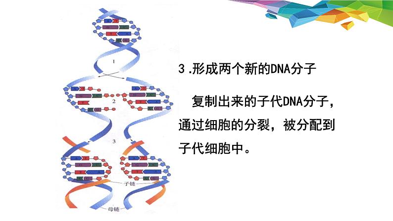 3.3 DNA的复制 -【探究课堂】高一生物同步优质课件（人教版2019必修2）第8页