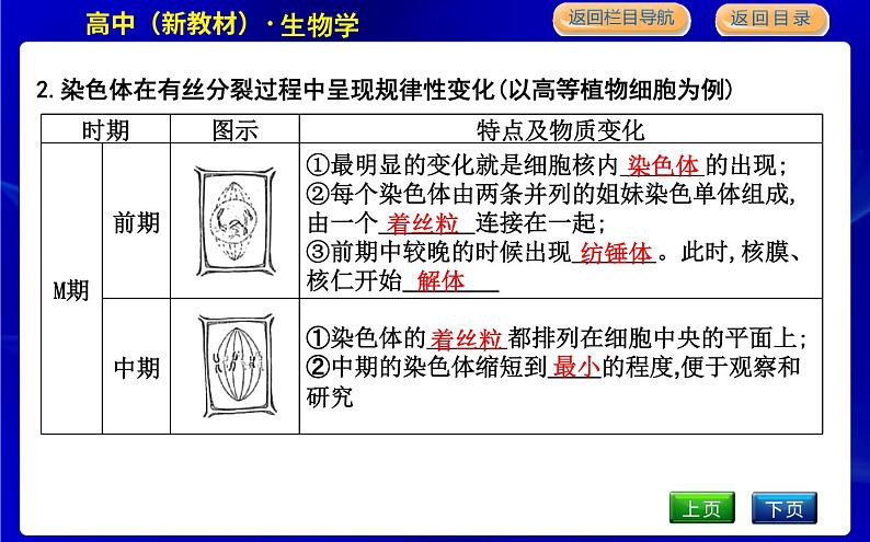 浙科版高中生物必修1分子与细胞第四章细胞的生命历程课时PPT课件07