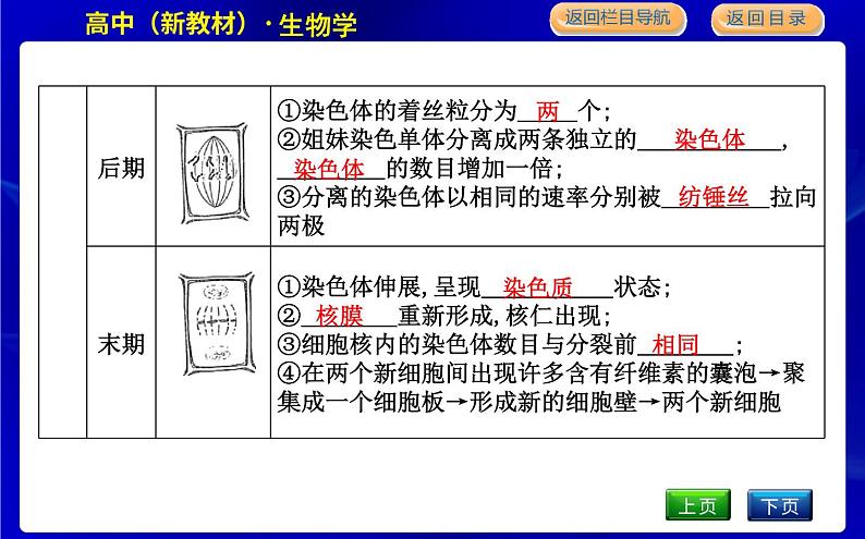 浙科版高中生物必修1分子与细胞第四章细胞的生命历程课时PPT课件08