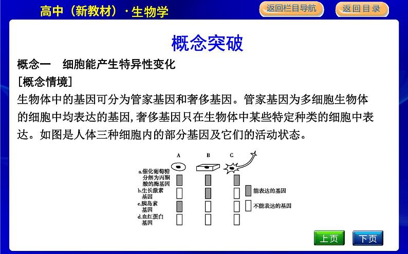 浙科版高中生物必修1分子与细胞第四章细胞的生命历程课时PPT课件06