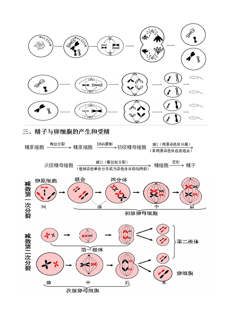 专题10 减数分裂教师版第3页
