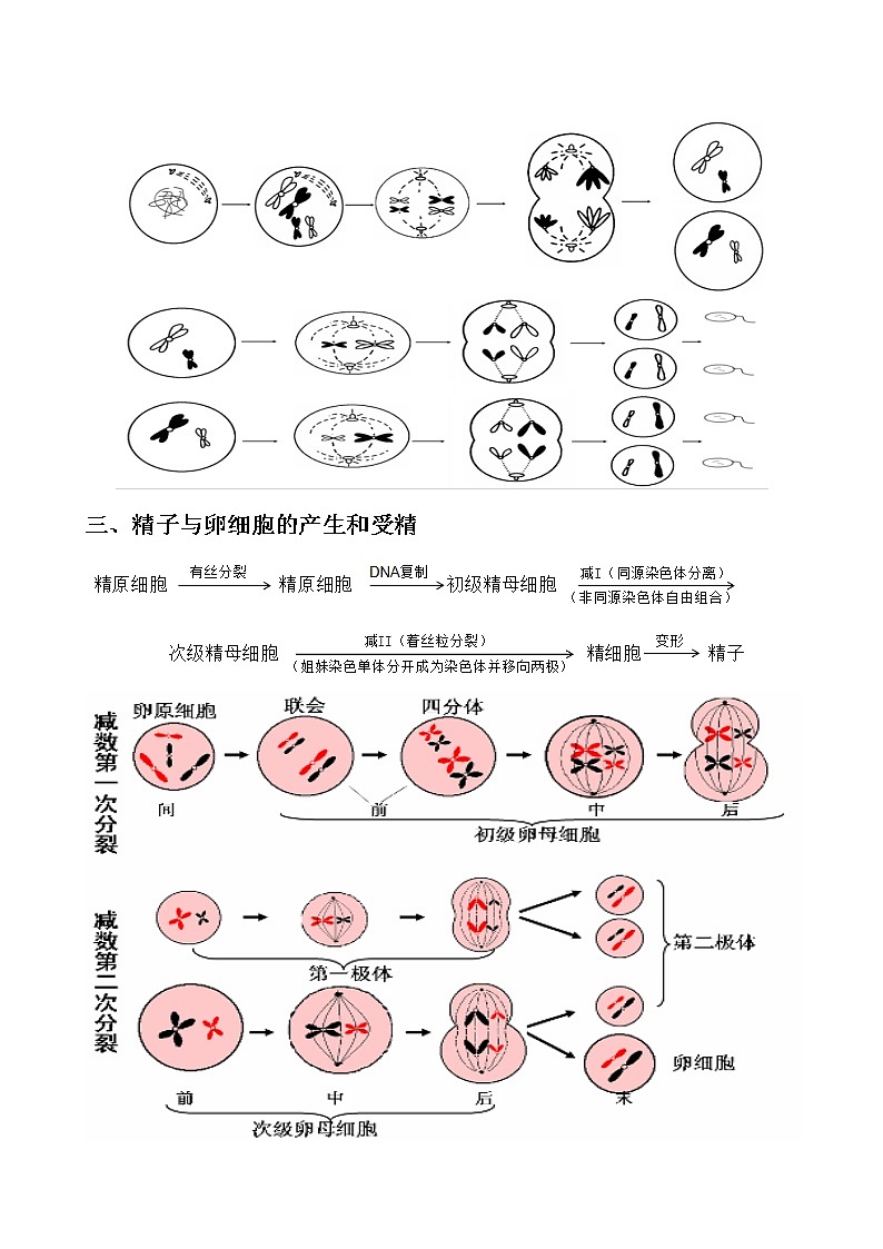 专题10 减数分裂学生版03