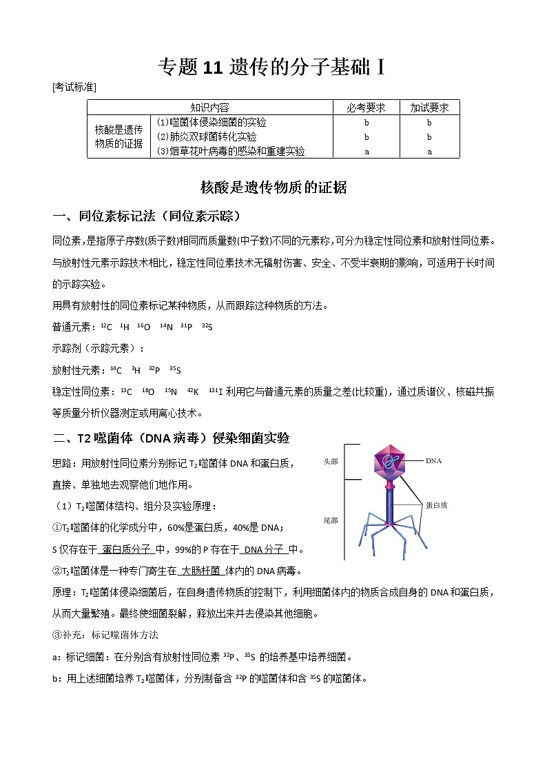 专题11 遗传的分子基础(教师版)修改版第1页
