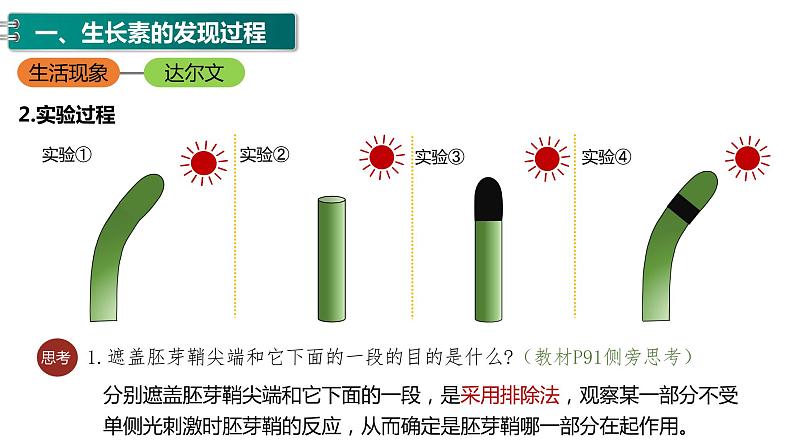 第五章：第1节：植物生长课件高中生物人教选择性必修一07