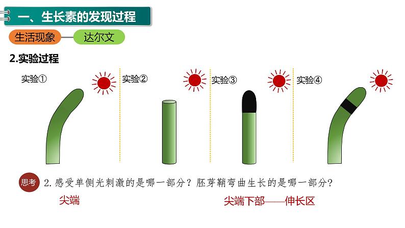 第五章：第1节：植物生长课件高中生物人教选择性必修一08