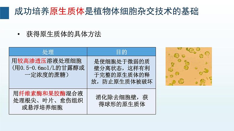 2.2通过体细胞杂交可获得新的植物体  浙科版（2019）高中生物选择性必修3第4页