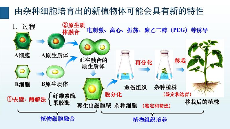 2.2通过体细胞杂交可获得新的植物体  浙科版（2019）高中生物选择性必修3第5页