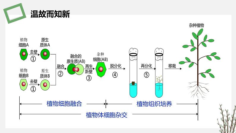 2.3.3 动物细胞融合技术及其应用 课件 高中生物新苏教版选择性必修302