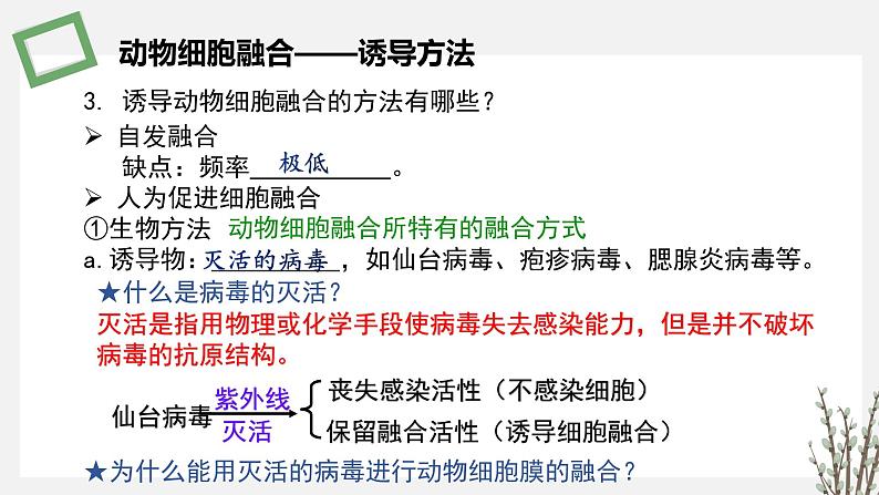 2.3.3 动物细胞融合技术及其应用 课件 高中生物新苏教版选择性必修306