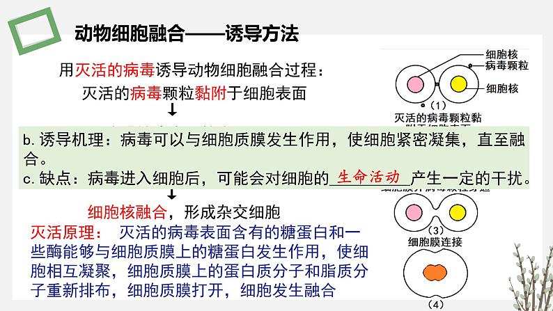 2.3.3 动物细胞融合技术及其应用 课件 高中生物新苏教版选择性必修307