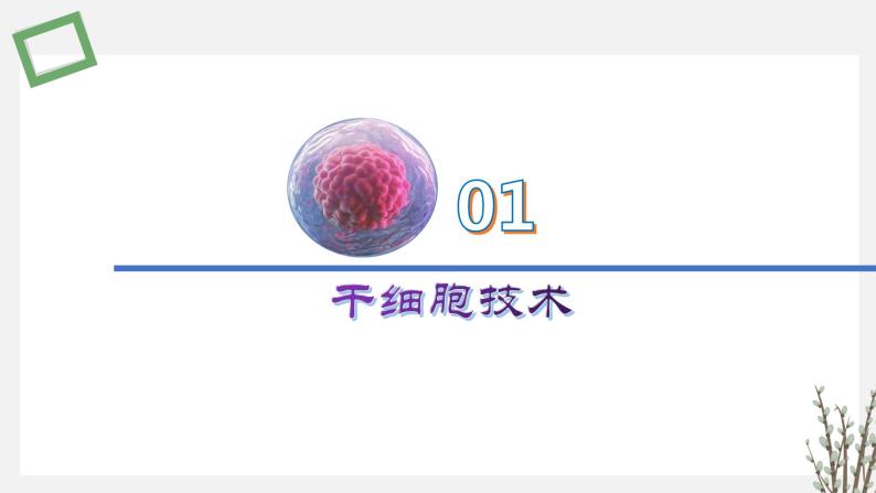 2.3.4 干细胞技术及其应用 课件 高中生物新苏教版选择性必修302